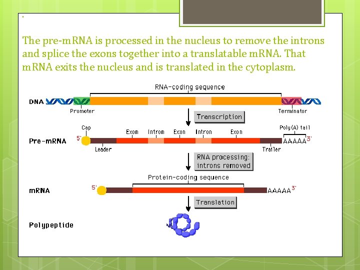 . The pre-m. RNA is processed in the nucleus to remove the introns and