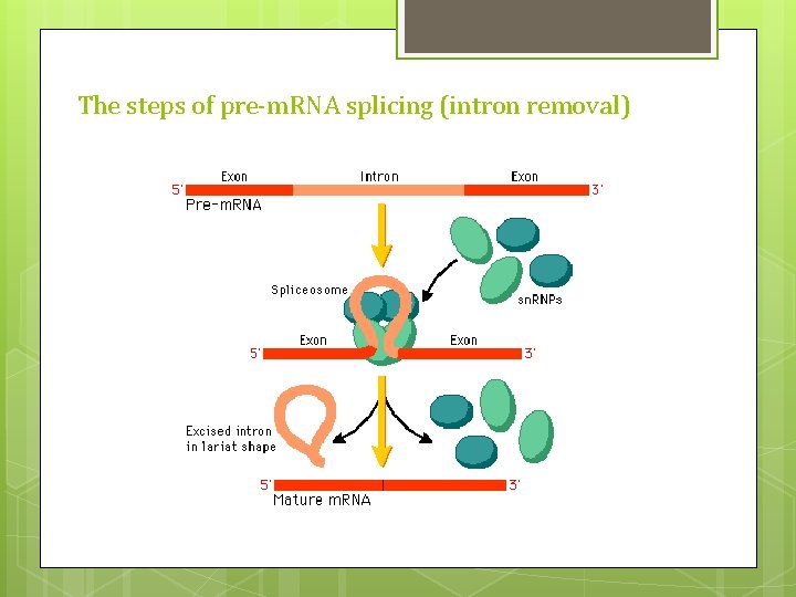 The steps of pre-m. RNA splicing (intron removal) 