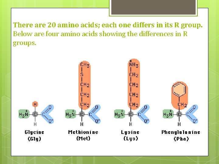 There are 20 amino acids; each one differs in its R group. Below are There are 20 amino acids; each one differs in its R group. Below are