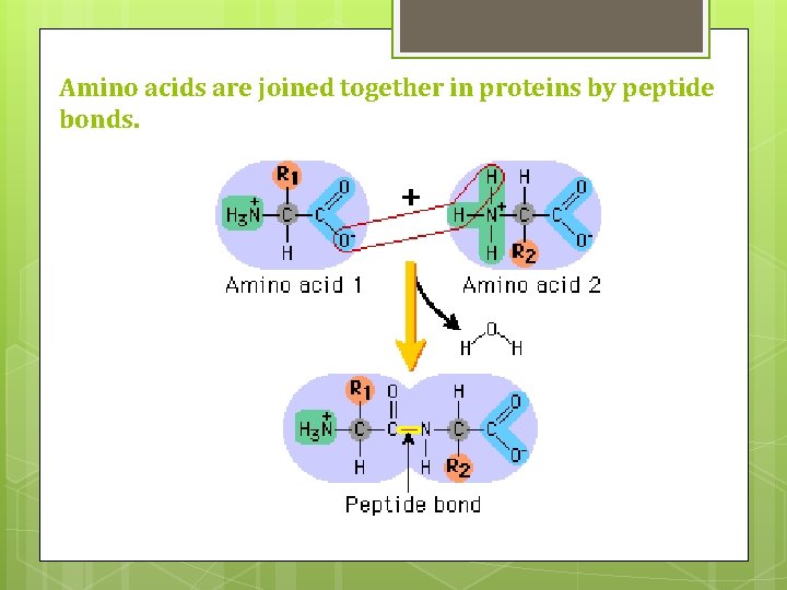 Amino acids are joined together in proteins by peptide bonds. Amino acids are joined together in proteins by peptide bonds.