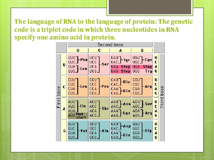 The language of RNA to the language of protein: The genetic code is a