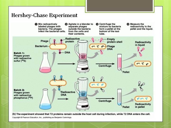 Hershey-Chase Experiment 