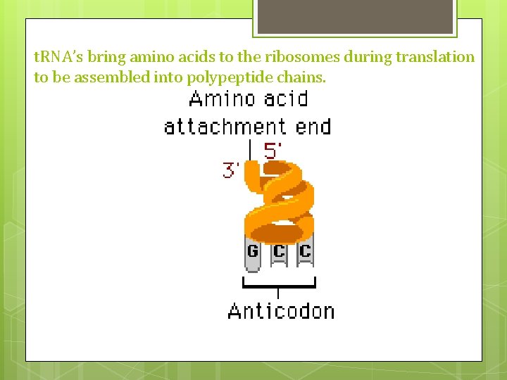 t. RNA’s bring amino acids to the ribosomes during translation to be assembled into