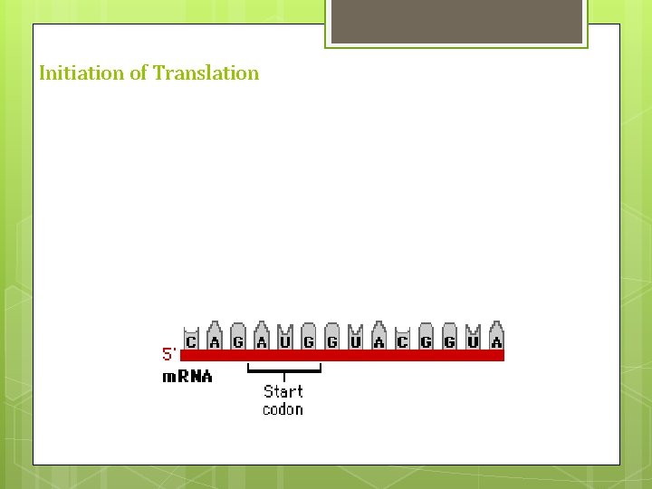 Initiation of Translation Initiation of Translation