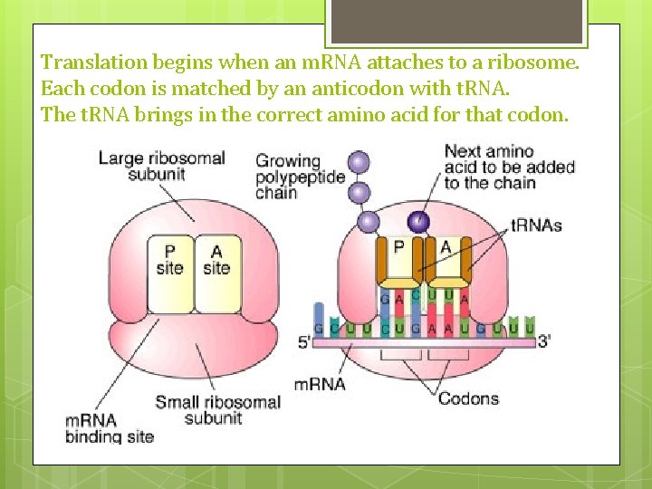 Translation begins when an m. RNA attaches to a ribosome. Each codon is matched Translation begins when an m. RNA attaches to a ribosome. Each codon is matched