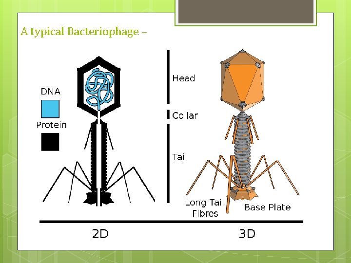 A typical Bacteriophage – 