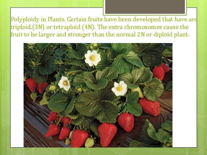 Polyploidy in Plants. Certain fruits have been developed that have are triploid, (3 N) Polyploidy in Plants. Certain fruits have been developed that have are triploid, (3 N)