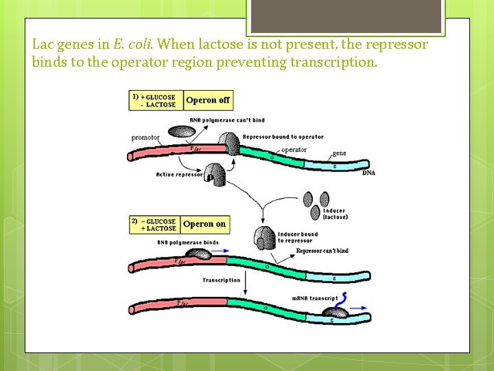 Lac genes in E. coli. When lactose is not present, the repressor binds to Lac genes in E. coli. When lactose is not present, the repressor binds to