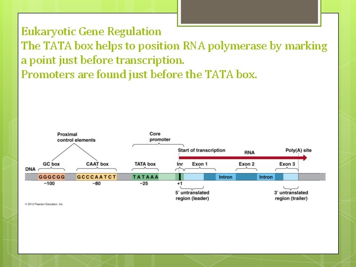 Eukaryotic Gene Regulation The TATA box helps to position RNA polymerase by marking a Eukaryotic Gene Regulation The TATA box helps to position RNA polymerase by marking a