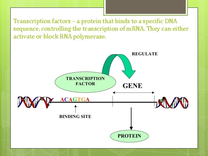 Transcription factors – a protein that binds to a specific DNA sequence, controlling the