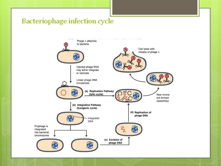 Bacteriophage infection cycle Bacteriophage infection cycle