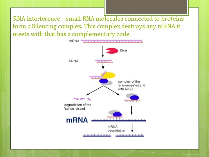 RNA interference – small RNA molecules connected to proteins form a Silencing complex. This RNA interference – small RNA molecules connected to proteins form a Silencing complex. This