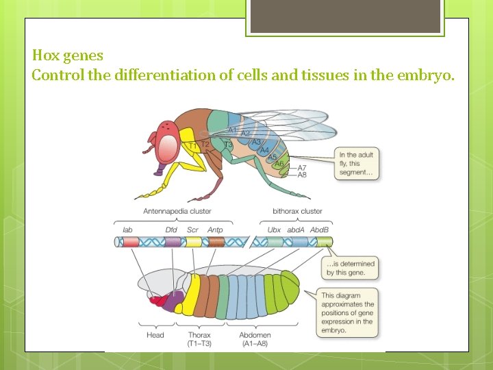 Hox genes Control the differentiation of cells and tissues in the embryo. 