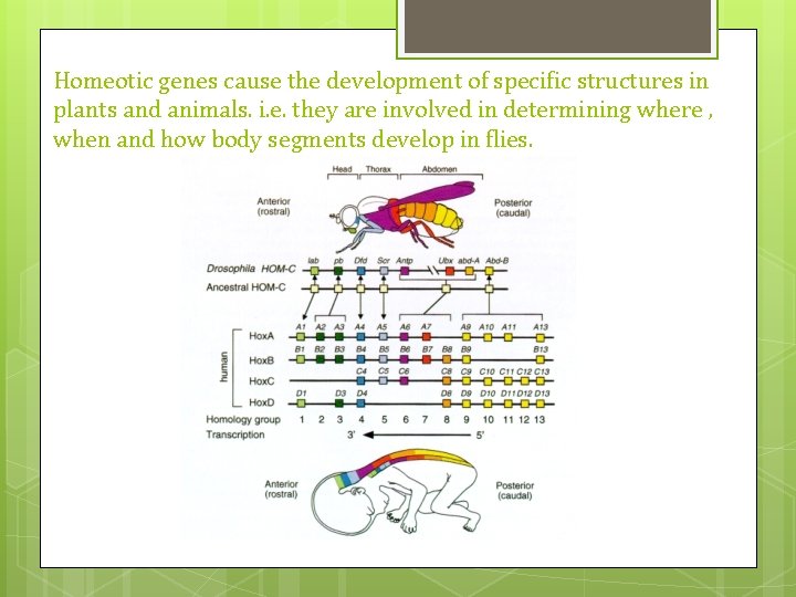 Homeotic genes cause the development of specific structures in plants and animals. i. e. Homeotic genes cause the development of specific structures in plants and animals. i. e.