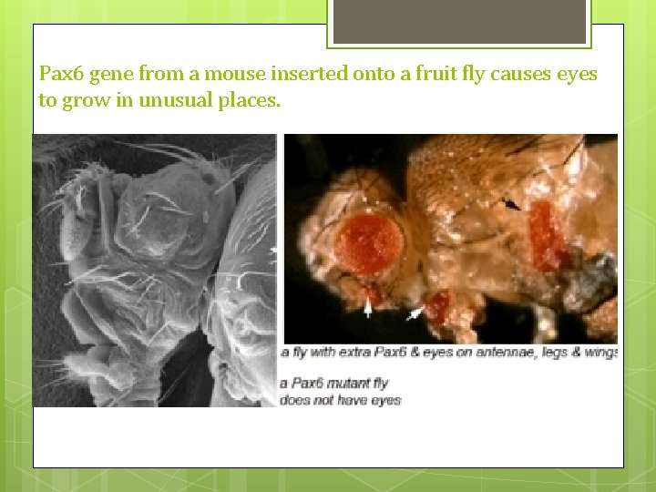 Pax 6 gene from a mouse inserted onto a fruit fly causes eyes to Pax 6 gene from a mouse inserted onto a fruit fly causes eyes to