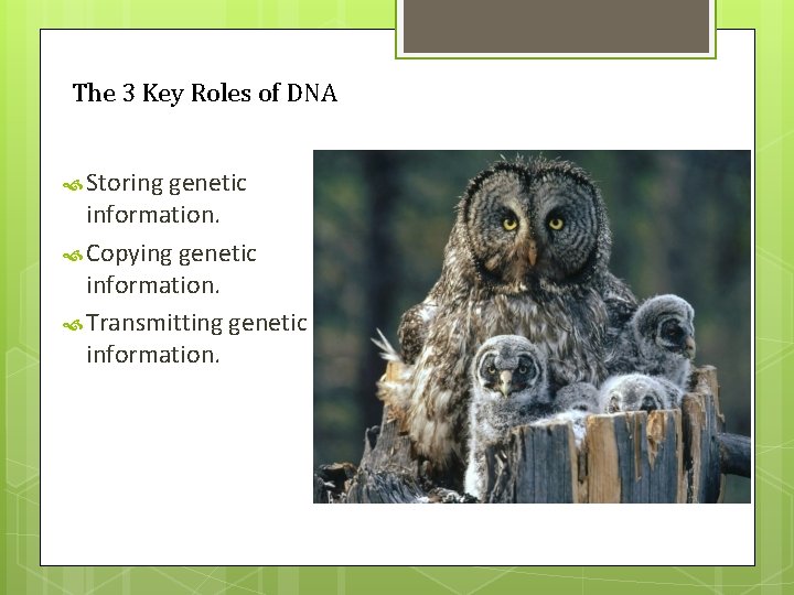 The 3 Key Roles of DNA Storing genetic information. Copying genetic information. Transmitting genetic