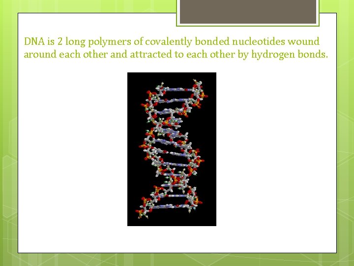 DNA is 2 long polymers of covalently bonded nucleotides wound around each other and