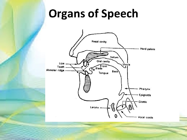 Organs of Speech 