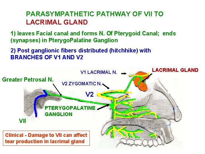 PARASYMPATHETIC PATHWAY OF VII TO LACRIMAL GLAND 1) leaves Facial canal and forms N.