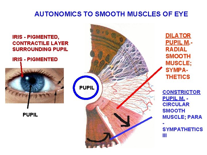 AUTONOMICS TO SMOOTH MUSCLES OF EYE DILATOR PUPIL M. RADIAL SMOOTH MUSCLE; SYMPATHETICS IRIS