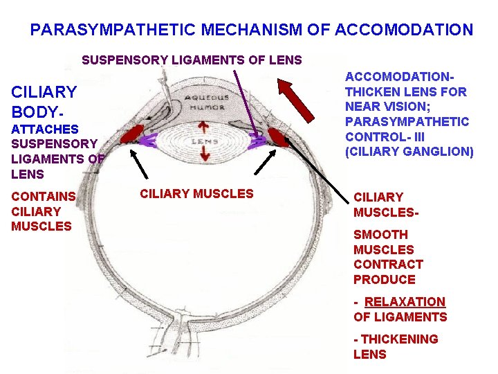 PARASYMPATHETIC MECHANISM OF ACCOMODATION SUSPENSORY LIGAMENTS OF LENS ACCOMODATIONTHICKEN LENS FOR NEAR VISION; PARASYMPATHETIC