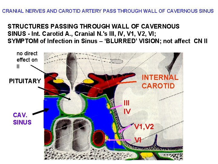 CRANIAL NERVES AND CAROTID ARTERY PASS THROUGH WALL OF CAVERNOUS SINUS STRUCTURES PASSING THROUGH