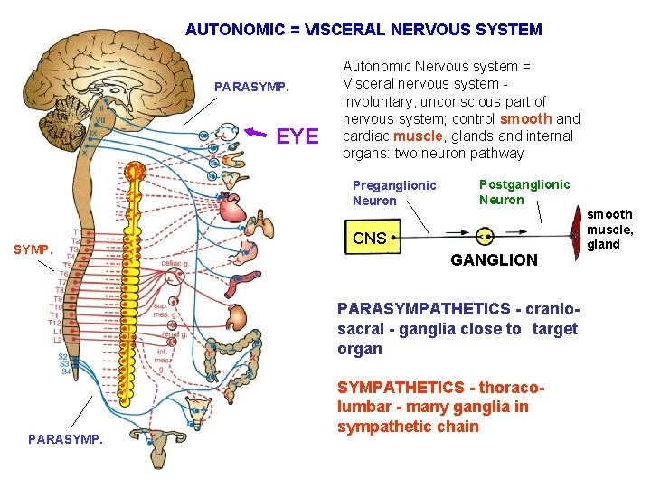 AUTONOMIC = VISCERAL NERVOUS SYSTEM PARASYMP. EYE Autonomic Nervous system = Visceral nervous system