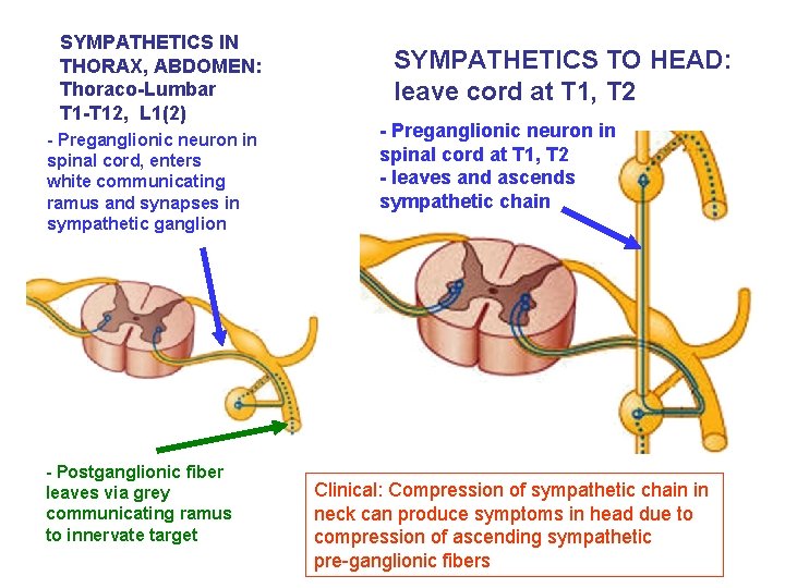 SYMPATHETICS IN THORAX, ABDOMEN: Thoraco-Lumbar T 1 -T 12, L 1(2) - Preganglionic neuron