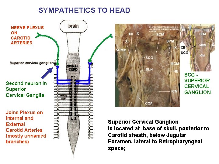 SYMPATHETICS TO HEAD NERVE PLEXUS ON CAROTID ARTERIES Second neuron In Superior Cervical Ganglia