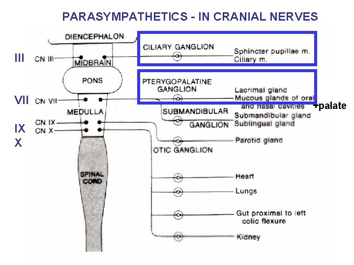 PARASYMPATHETICS - IN CRANIAL NERVES III VII IX X +palate 