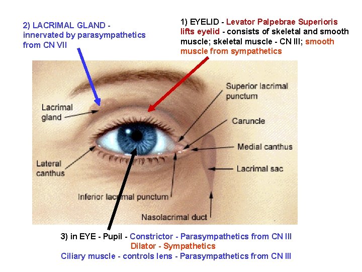 2) LACRIMAL GLAND innervated by parasympathetics from CN VII 1) EYELID - Levator Palpebrae