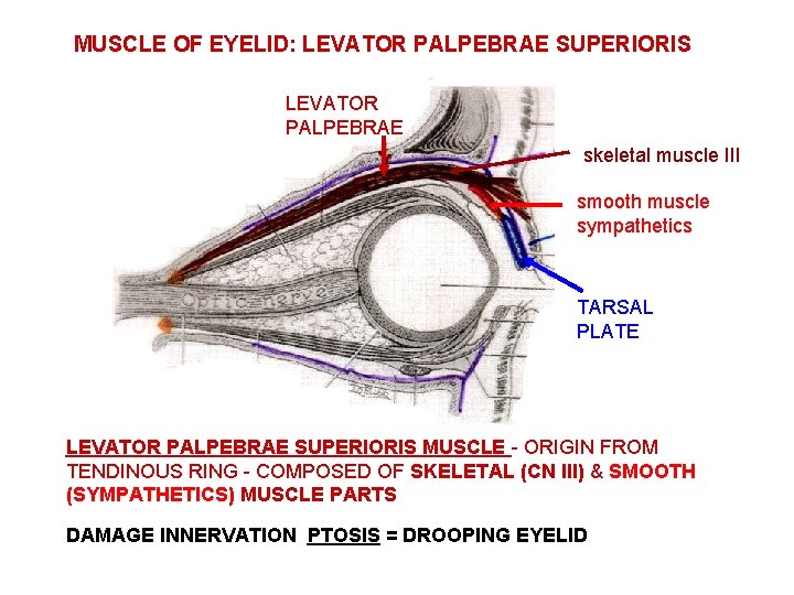 MUSCLE OF EYELID: LEVATOR PALPEBRAE SUPERIORIS LEVATOR PALPEBRAE skeletal muscle III smooth muscle sympathetics