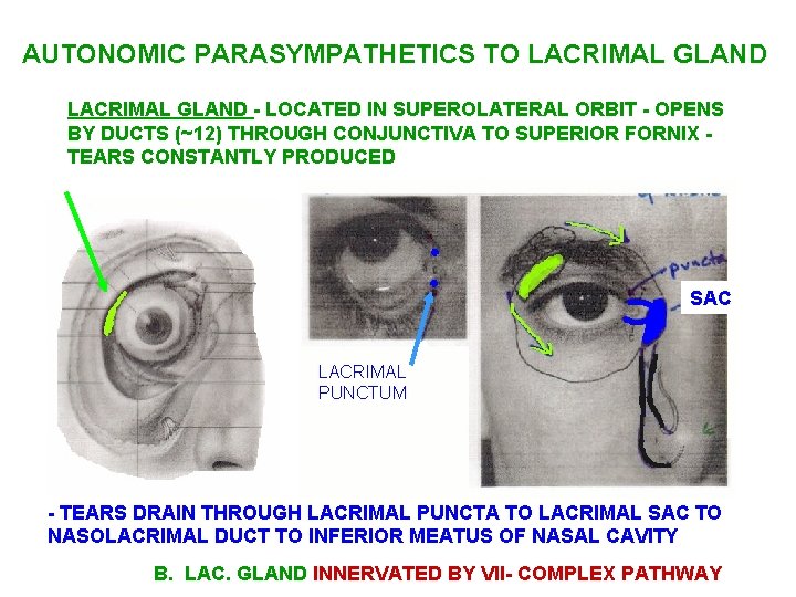 AUTONOMIC PARASYMPATHETICS TO LACRIMAL GLAND - LOCATED IN SUPEROLATERAL ORBIT - OPENS BY DUCTS