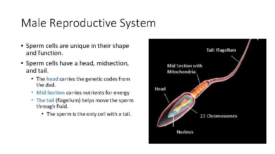 Male Reproductive System • Sperm cells are unique in their shape and function. •