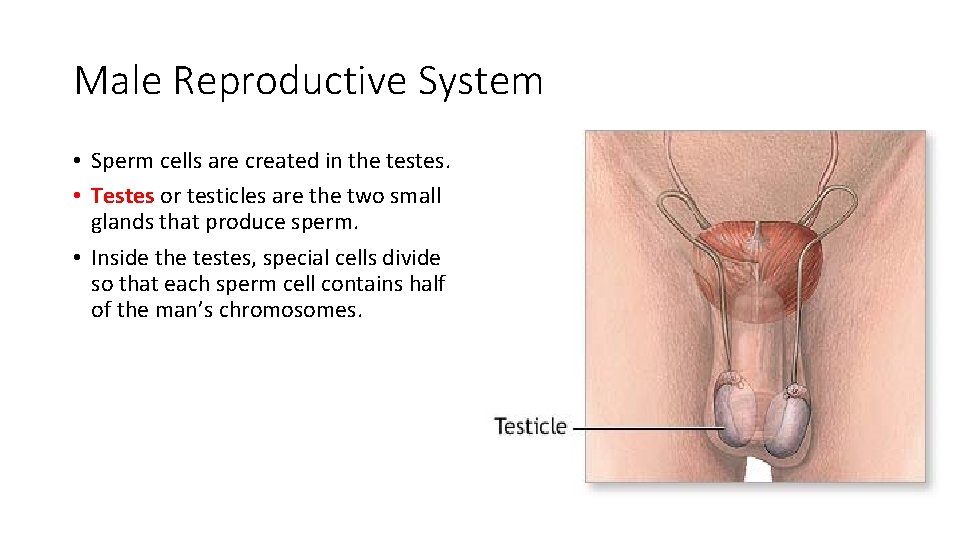 Male Reproductive System • Sperm cells are created in the testes. • Testes or