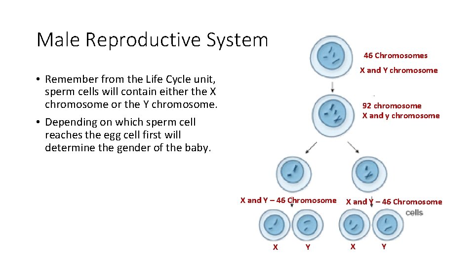 Male Reproductive System 46 Chromosomes X and Y chromosome • Remember from the Life