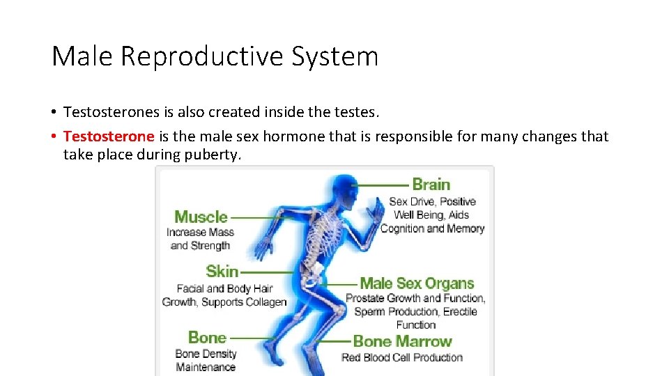 Male Reproductive System • Testosterones is also created inside the testes. • Testosterone is