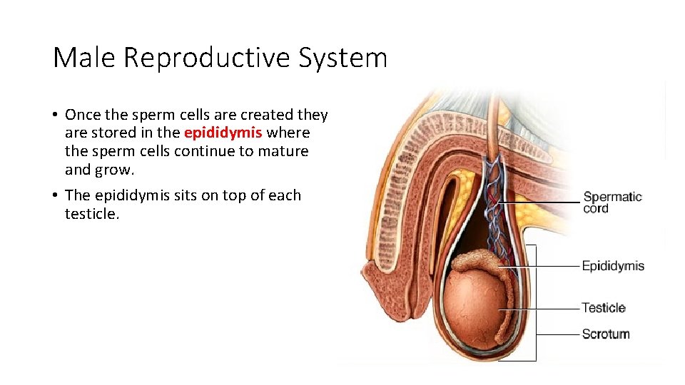 Male Reproductive System • Once the sperm cells are created they are stored in