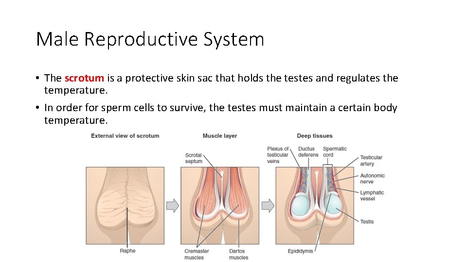 Male Reproductive System • The scrotum is a protective skin sac that holds the