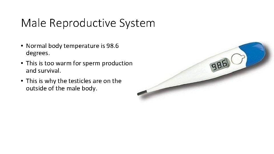 Male Reproductive System • Normal body temperature is 98. 6 degrees. • This is