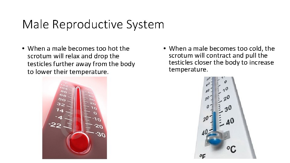 Male Reproductive System • When a male becomes too hot the scrotum will relax