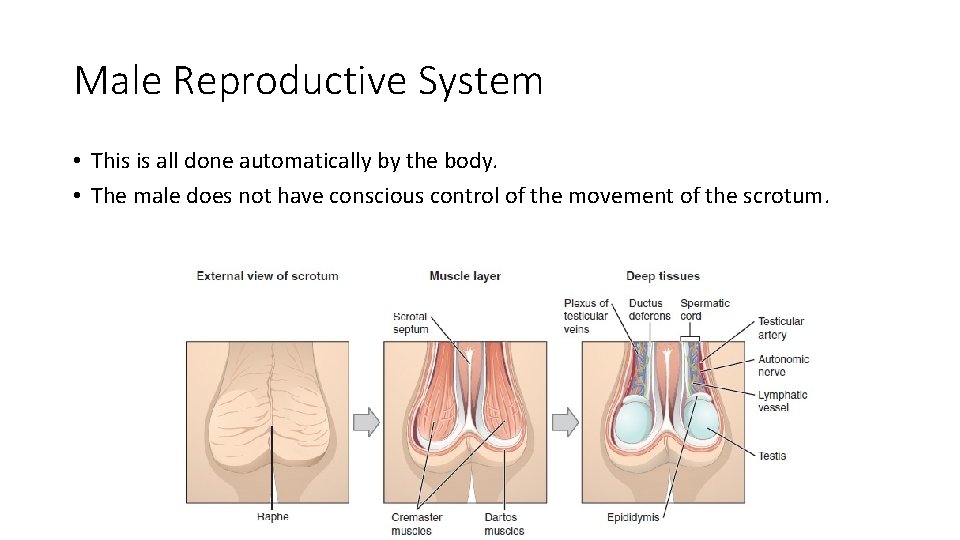 Male Reproductive System • This is all done automatically by the body. • The