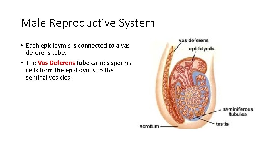 Male Reproductive System • Each epididymis is connected to a vas deferens tube. •