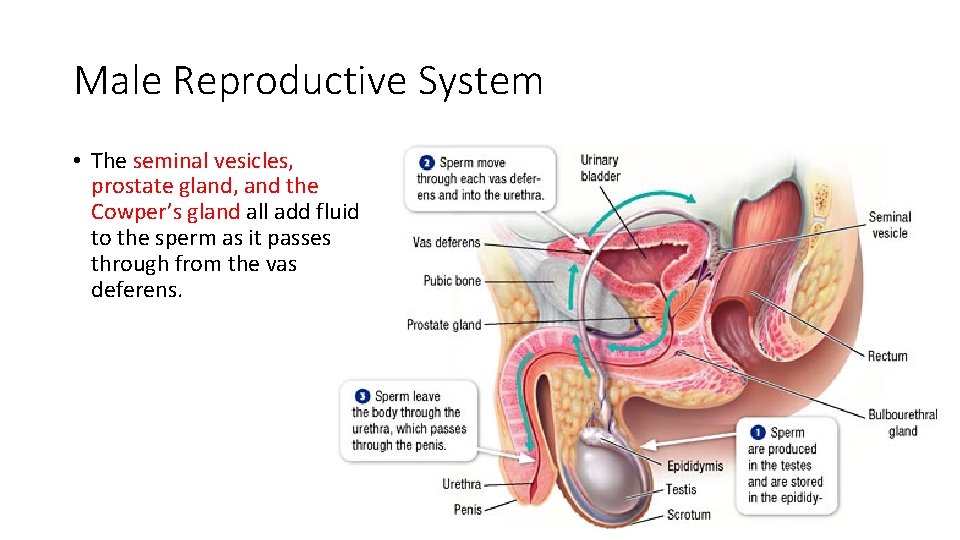 Male Reproductive System • The seminal vesicles, prostate gland, and the Cowper’s gland all