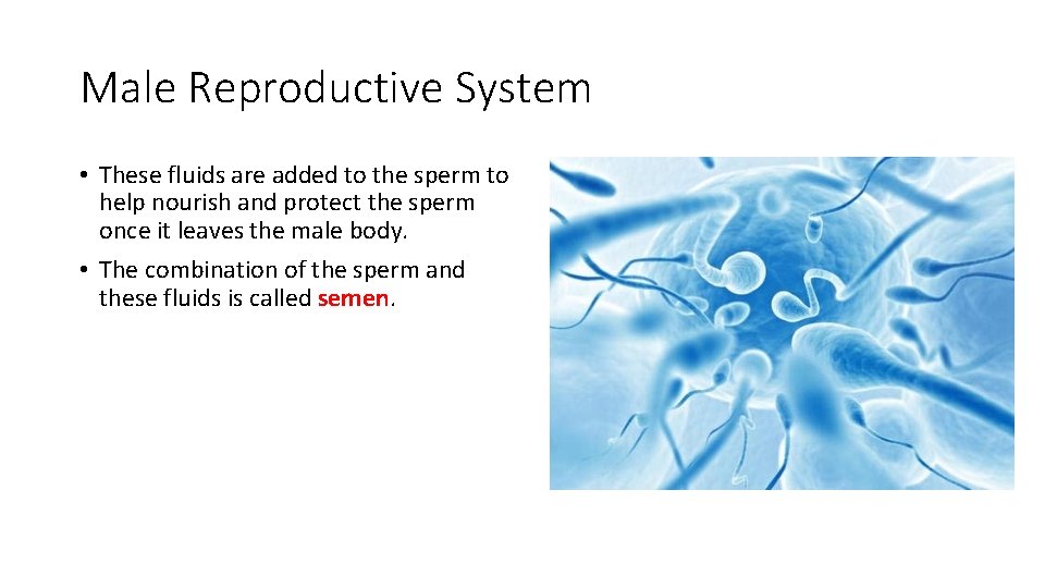 Male Reproductive System • These fluids are added to the sperm to help nourish