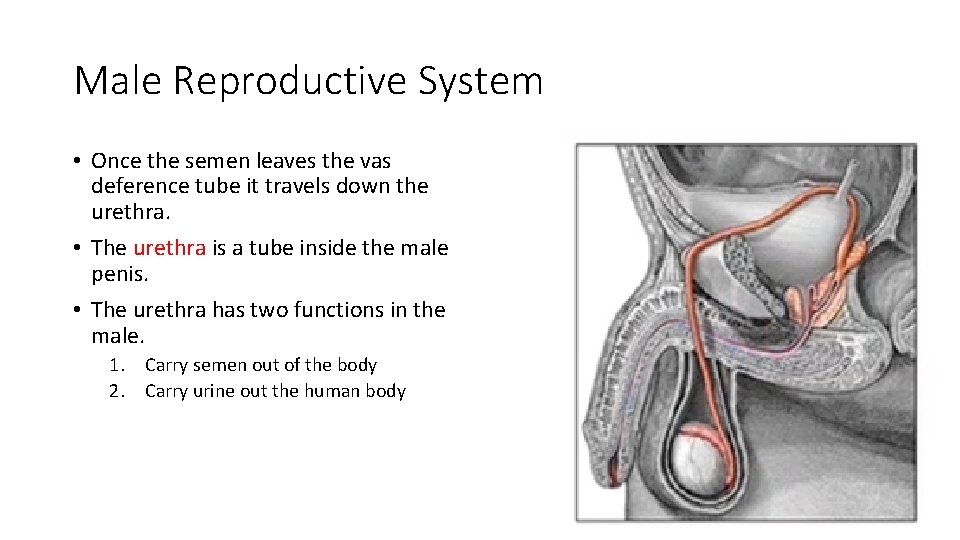 Male Reproductive System • Once the semen leaves the vas deference tube it travels