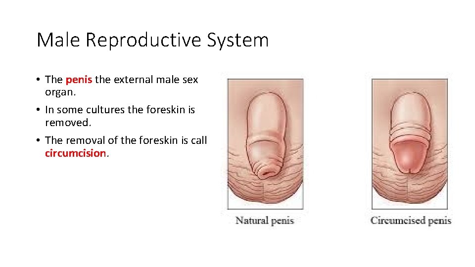 Male Reproductive System • The penis the external male sex organ. • In some
