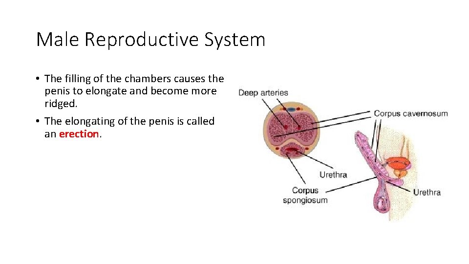 Male Reproductive System • The filling of the chambers causes the penis to elongate