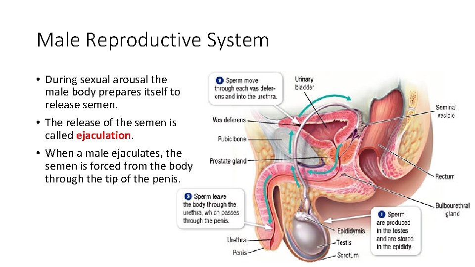 Male Reproductive System • During sexual arousal the male body prepares itself to release