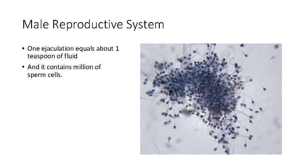 Male Reproductive System • One ejaculation equals about 1 teaspoon of fluid • And